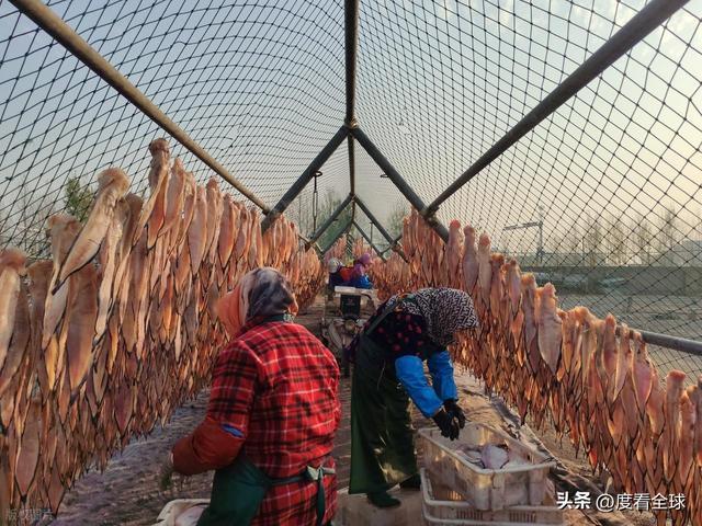 大姐靠日光晒鱼手艺3 个月赚出全年一半收入mg不朽情缘游戏网站登录不用添加剂！日照(图4)