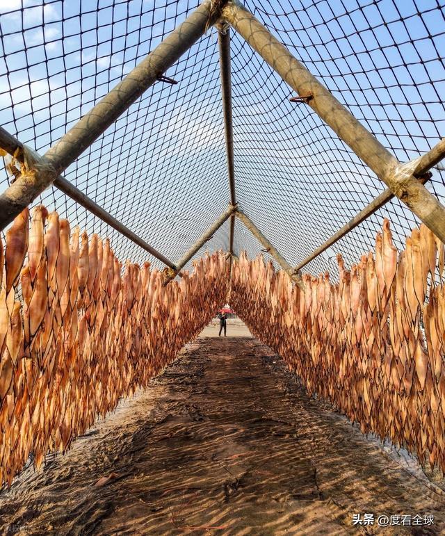 大姐靠日光晒鱼手艺3 个月赚出全年一半收入mg不朽情缘游戏网站登录不用添加剂!日照(图19) 大姐靠日光晒鱼手艺3 个月赚出全年一半收入mg不朽情缘游戏网站登录不用添加剂!日照(图19)